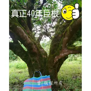 ✨全數售完2024見囉✨鶴岡文旦 花蓮瑞穗鄉 43年老欉 產地小農自銷 農委會生產追溯 中秋 合格農產品 非麻豆 柚