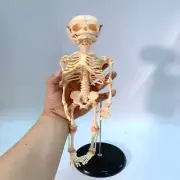 Resin Baby Skeleton Model Fetal Model Human Body Teaching Newborn Skull Display