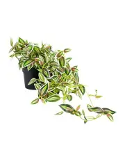 [Willow & Silk] Hanging Artificial Verigated Weeper Pott in Green