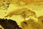 Many Wood gnat larvae, Anisopodidae. Fossil insects in Baltic amber #7997