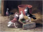 Pigeons Farmyard by Edgar Hunt Accent Tile Mural Kitchen Wall Backsplash Ceramic