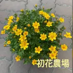 初花農場3店｜小蜜蜂｜5寸盆｜花期長，耐寒耐旱｜～定價200特價150