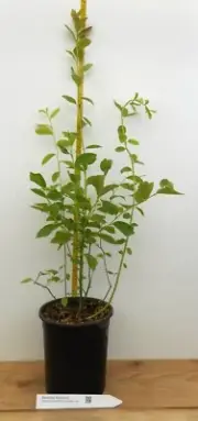 Berkeley Mid Season Blueberry- Large Gallon Containers