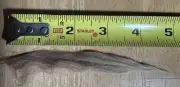 29 Oz Light/med Fawn Adult Raw Suri Alpaca Fiber Approx 4” Staple FREE SECONDS