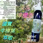 ［品樟］牛樟葉 純露 濃郁 純淨 100ML 芳樟醇的香氣