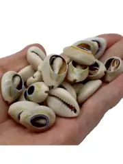 MANO DE 21 CARACOLES BLANCOS ABIERTOS SANteria one handful 21 open shell DIY