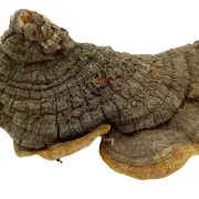 Dried Wild Natural Mushrooms Whole New Phellinus Igniarius Fungus 500g