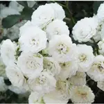 100%天然植物精油-中/保加利亞奧圖白玫瑰精油