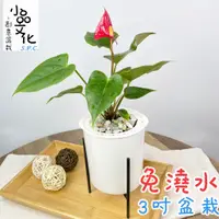 在飛比找蝦皮商城優惠-【小品文化】火鶴【現貨】3吋鐵架免澆水盆栽 懶人盆栽 觀葉植