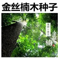 在飛比找蝦皮購物優惠-正宗金絲楠木樹種子 四川小葉楠 細葉金絲楠 楨楠 南木種子 