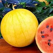 Watermelon Golden Midget 7 Seeds Spring Summer Vegetable Garden Yellow Rare