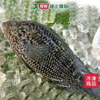 在飛比找Yahoo奇摩購物中心優惠-台灣珍珠石斑300~400G/尾【愛買冷凍】