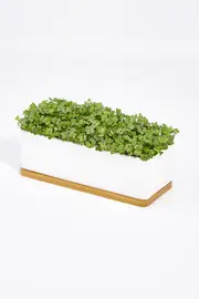 Microgreens Mini Garden Kale Pink Kit--URG-MICROM-KP