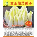 ❥【原廠包裝】金玉蘭種子 菜種子 菊苣菜歐洲王子菜 營養軟化菊苣 春秋季播種 多年生四季蔬菜種籽 陽台庭院種植🌱