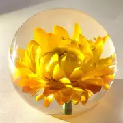 60mm Real Golden Everlasting Daisy in Clear Lucite April Birth Month Flower Gift