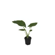 200mm Giant Taro - Alocasia macrorrhizos