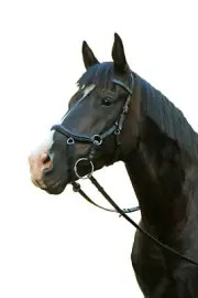 Mcalister Multibridle Competition Horse Bridle With Reins Black Or Brown