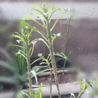 在飛比找蝦皮購物優惠-戟葉雞蛋花 (白雪公主) 白花 枝條