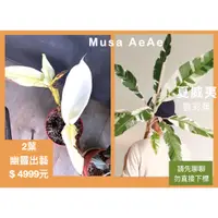 在飛比找蝦皮購物優惠-【鹿過植栽】夏威夷雲彩蕉 幽靈版 Musa AeAe