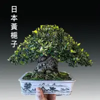 在飛比找蝦皮購物優惠-格子內粗礦梔子花盆栽 黃梔子之王 小品盆栽 全台唯一霸氣登場