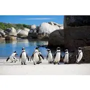 Save 45.00%! African Penguins, Cape Point & Constantia Wine tasting Full Day Tour.