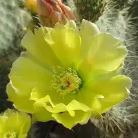 在飛比找蝦皮購物優惠-喜悅仙人掌●Joyful opuntia－洲際大地／南美仙人