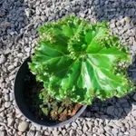 BEGONIA CRESTABRUCHII