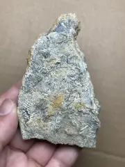 96g Cambrian bryozoan Marine organisms Geologic rock specimen