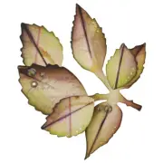 Die Cutting (Die) Bigz Sizzix Foliage