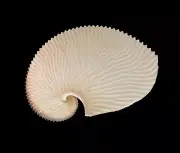 Sea shells Argonauta argo 139.1mm Aquarium Decoration Products