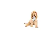 Neoprene Dog Harness (Grey Check) - Medium
