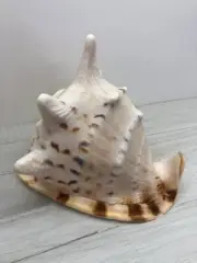 Sea shell Cassis Cornuta 18.1 cm, collectible shells, helmet,Cassidae,home decor