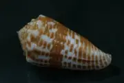 Conus Sulcocastaneus 51 mm F++ w/ scar BUT biggest size on EBAY , nice pattern