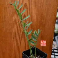 在飛比找蝦皮購物優惠-非洲霸王蘇鐵藍葉蘇鐵｜Encephalartos horri