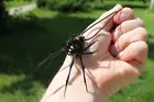 Spider Black Widow, pendant Blown glass Spider,Hanging Spider Black Widow,