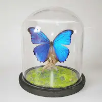 在飛比找蝦皮購物優惠-蝦皮優選 免運 真蝴蝶標本 大藍閃蝶標本 水晶球玻璃罩歡樂女