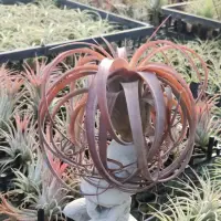 在飛比找蝦皮購物優惠-綠房子空氣鳳梨 愛結(小） Tillandsia Love 