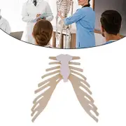 Sternum Bone Skeleton Model Teaching Toy Science Learning Presentation Tools