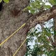 48' Portable High Reach Tree Hand Rope Chain Saw Blades On Both Side