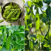 Pea Seeds - Assorted Snow Pea - 3 Packs