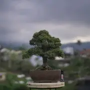 Juniperus Casuarina Equisetifolia || Cemara Kisu Bonsai Tree