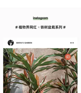 北歐ins仿真植物假花綠植盆栽擺件巴西鐵樹客廳室內落地大型裝飾