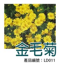 在飛比找Yahoo!奇摩拍賣優惠-*滿1200免運*【LD011】DIY種子栽種 成就滿滿~金