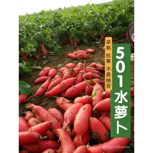 四季501紅水蘿蔔種子紅蘿蔔種紅皮白肉蘿蔔籽四季播蔬菜種子批髮四季播種【微愛園藝種子專營🎄】