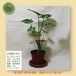 【台灣出貨】綠精靈合果芋_3寸盆_買十送一 植物｜園藝｜送禮｜辦公室小物｜居家擺設｜綠植｜觀賞_B.200.047