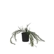 140mm Grevillea Mini Marvel