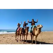 Save 20.01%! camel rights in Tangier