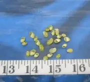 ~ Emerald Nerite Snail Shells ~ 25 ~ Green ~ Shellcraft ~ Sailor's Valentines ~