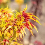Amaranth - Molten Fire seeds