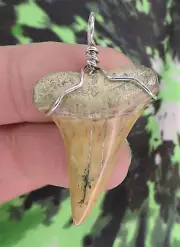 Mako Sharks Tooth Pendant NICE! NO RESTORATIONS fossil sharks teeth tooth